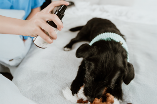 Naturalne olejki eteryczne w służbie zwierzętom